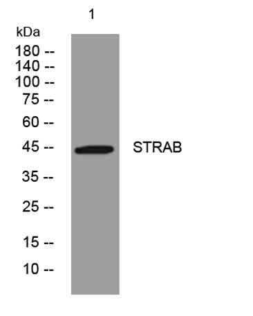 STRAB rabbit pAb