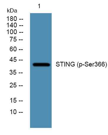 STING (phospho-Ser366) rabbit pAb