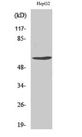 Cyclin B1 (phospho Ser126) rabbit pAb