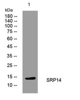 SRP14 rabbit pAb