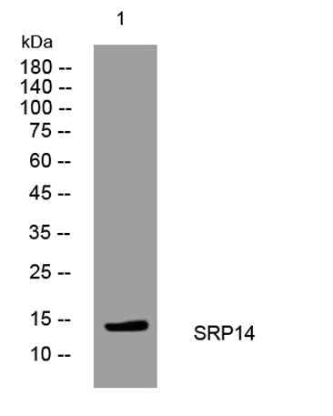SRP14 rabbit pAb
