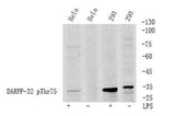 DARPP-32 (phospho Thr75) rabbit pAb