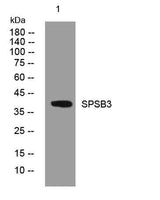 SPSB3 rabbit pAb