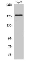 EGFR (phospho Tyr1092) rabbit pAb