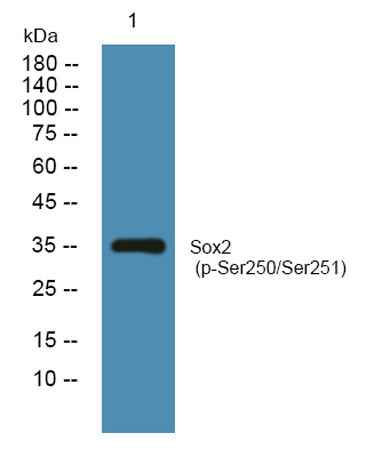 Sox2 (phospho-Ser250/Ser251) rabbit pAb