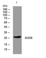 SODE rabbit pAb