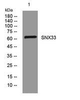 SNX33 rabbit pAb