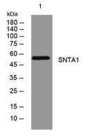 SNTA1 rabbit pAb