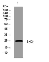 SNG4 rabbit pAb