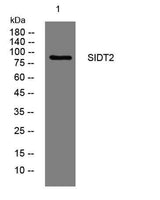 SIDT2 rabbit pAb