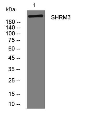 SHRM3 rabbit pAb