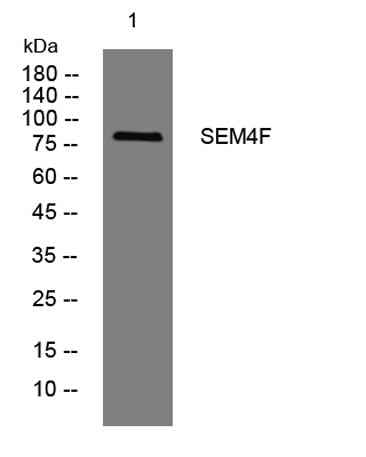 SEM4F rabbit pAb