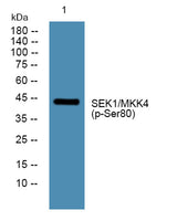 SEK1/MKK4 (phospho-Ser80) rabbit pAb 50µL/100µL