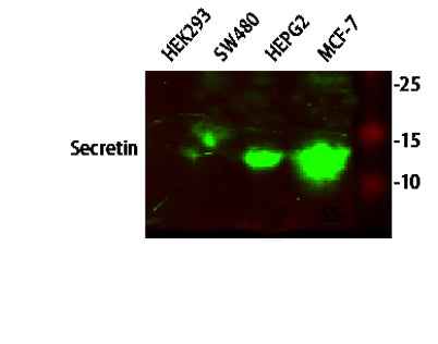 Secretin rabbit pAb