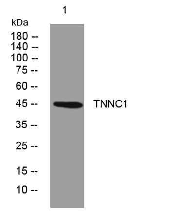 SCRN1 rabbit pAb