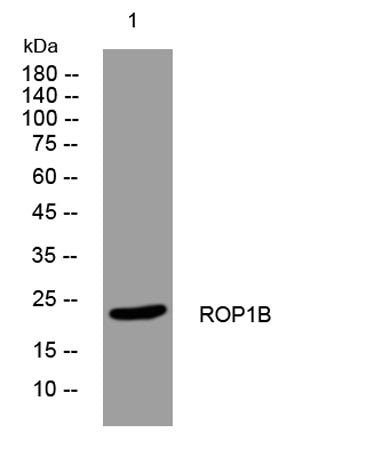 ROP1B rabbit pAb 50µL/100µL