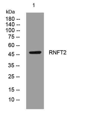 RNFT2 rabbit pAb