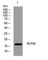 RLP24 rabbit pAb