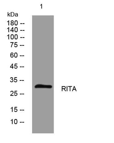 RITA rabbit pAb