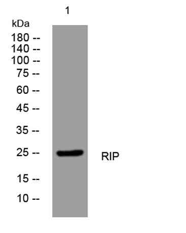 RIP rabbit pAb