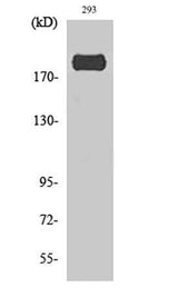 IRS-1 (phospho Ser307) rabbit pAb