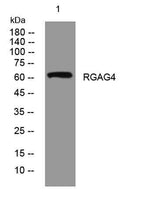 RGAG4 rabbit pAb
