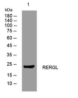 RERGL rabbit pAb