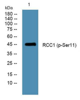 RCC1 (phospho-Ser11) rabbit pAb