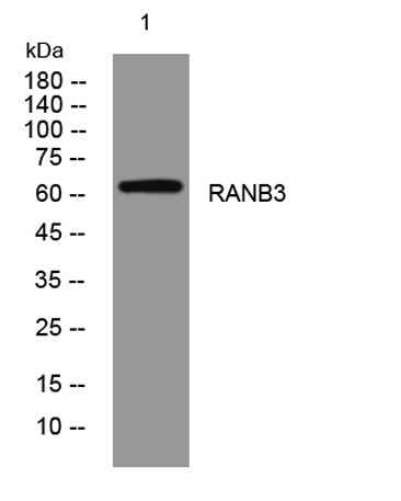 RANB3 rabbit pAb