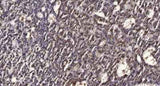 Rad50 (phospho-Ser635) rabbit pAb