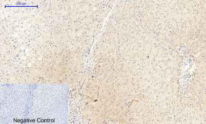 JAK2 (phospho Tyr1007) rabbit pAb