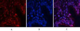 NFκB-p65 (phospho Ser529) rabbit pAb
