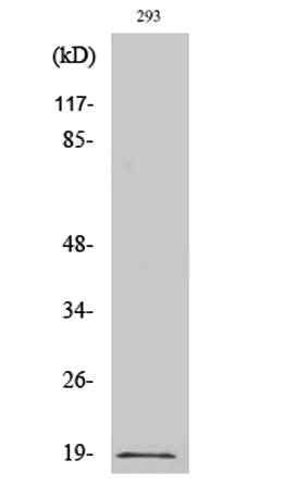 Op18 (phospho Ser16) rabbit pAb