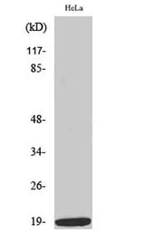 Op18 (phospho Ser38) rabbit pAb