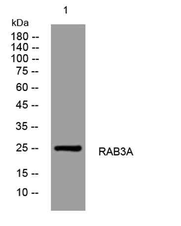 RAB3A rabbit pAb