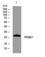 PSME1 rabbit pAb