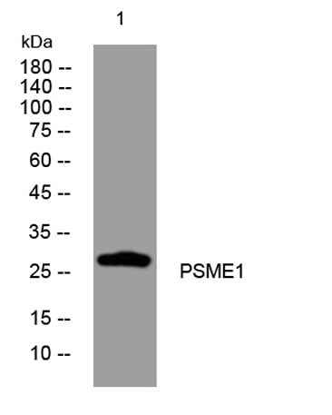 PSME1 rabbit pAb
