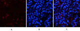 p53 (phospho Thr18) rabbit pAb