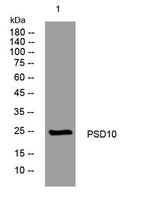 PSD10 rabbit pAb