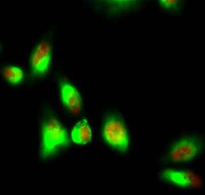 p70 S6 kinase α (phospho Thr229) rabbit pAb