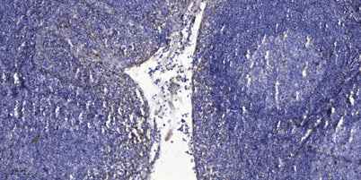 Prokineticin-1 Rabbit pAb