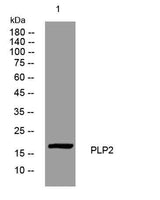 PLP2 rabbit pAb