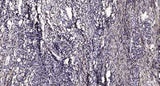 PLCγ2 (phospho-Tyr759) rabbit pAb