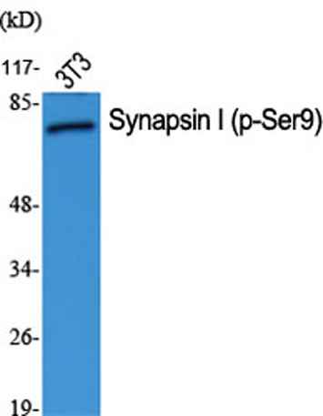 Synapsin I (phospho Ser9) rabbit pAb