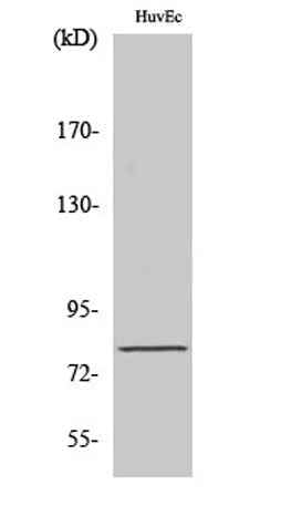 Tau (phospho Ser235) rabbit pAb