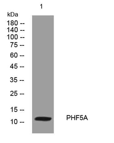PHF5A rabbit pAb