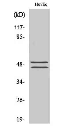 VASP (phospho Ser157) rabbit pAb
