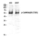 CaMKIIα/β/δ (phospho Thr305) rabbit pAb