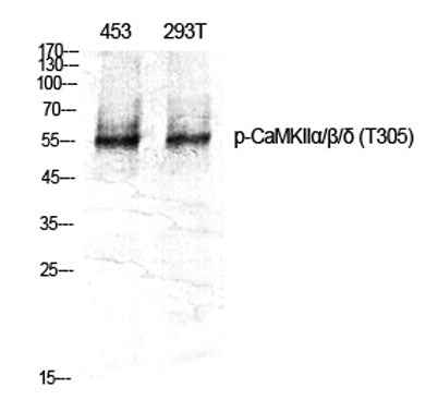 CaMKIIα/β/δ (phospho Thr305) rabbit pAb