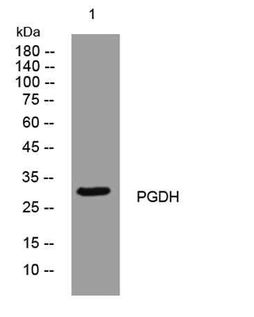 PGDH rabbit pAb